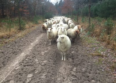 Opweg met de schapen